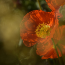 Poppy flowers plant