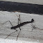 'Ututo' Stick Insect