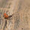 Wheel bug (nymph)