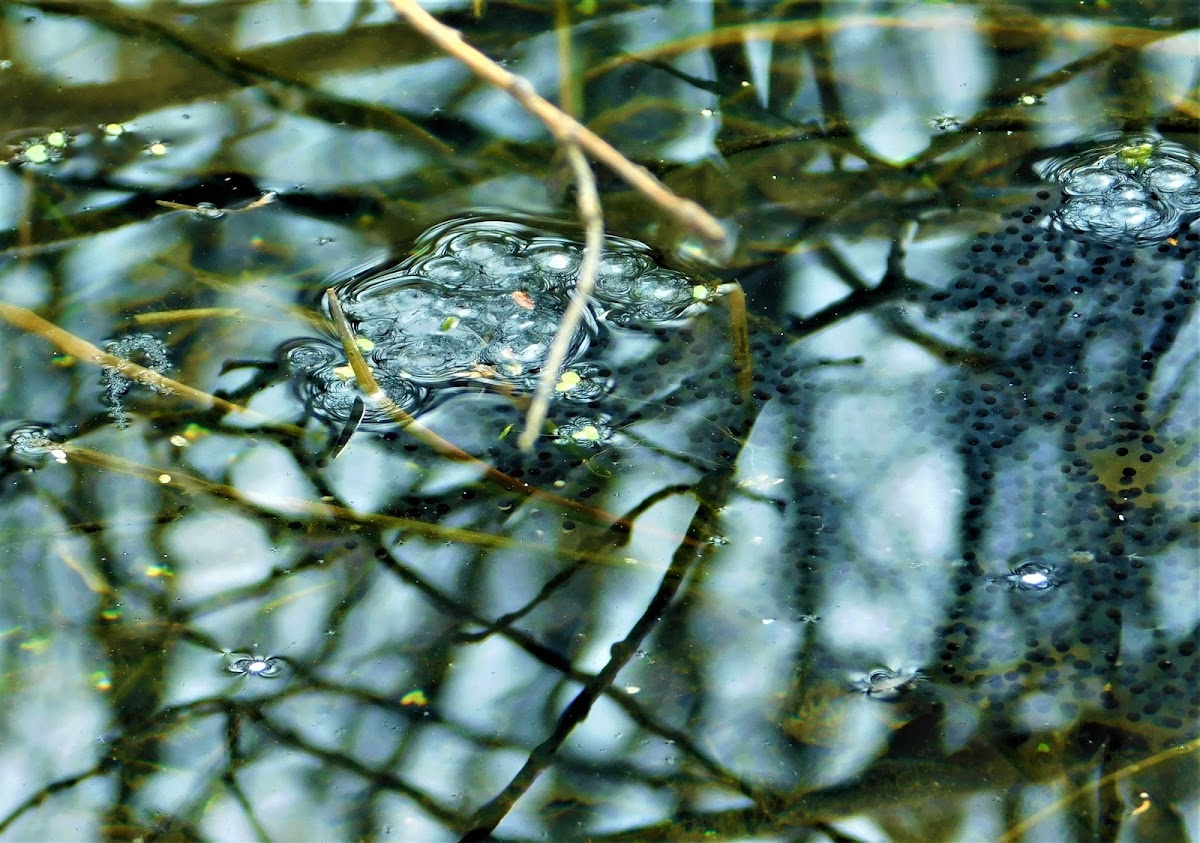 Wood Frog