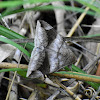 Owlet Moth