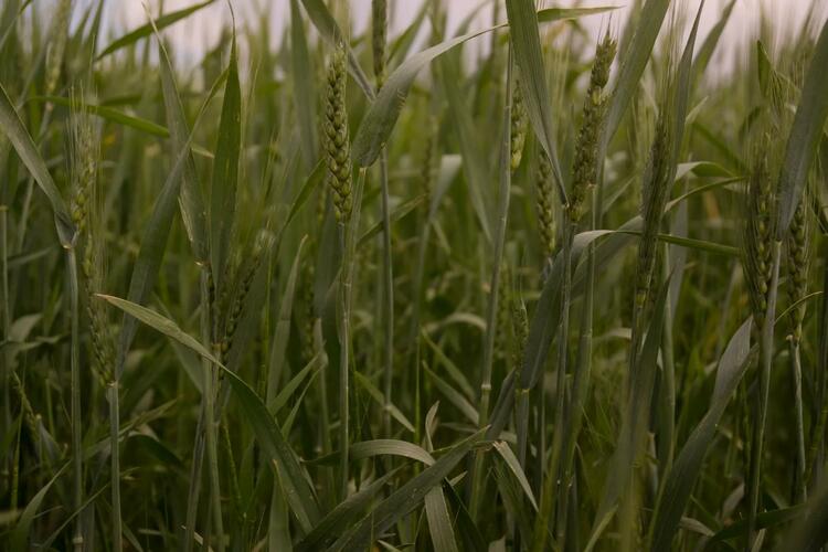 A close-up of field of wheat