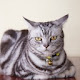 American Shorthair Cat Wallpaper Kitten Theme