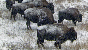 King of the Prairie: Bison thumbnail