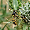 Western yellowjacket