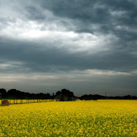 Tempesta in Giallo di 