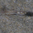 Tidewater Goby