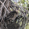 Clapper Rail