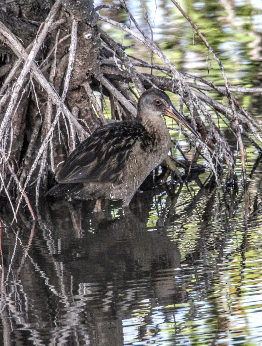 Clapper Rail