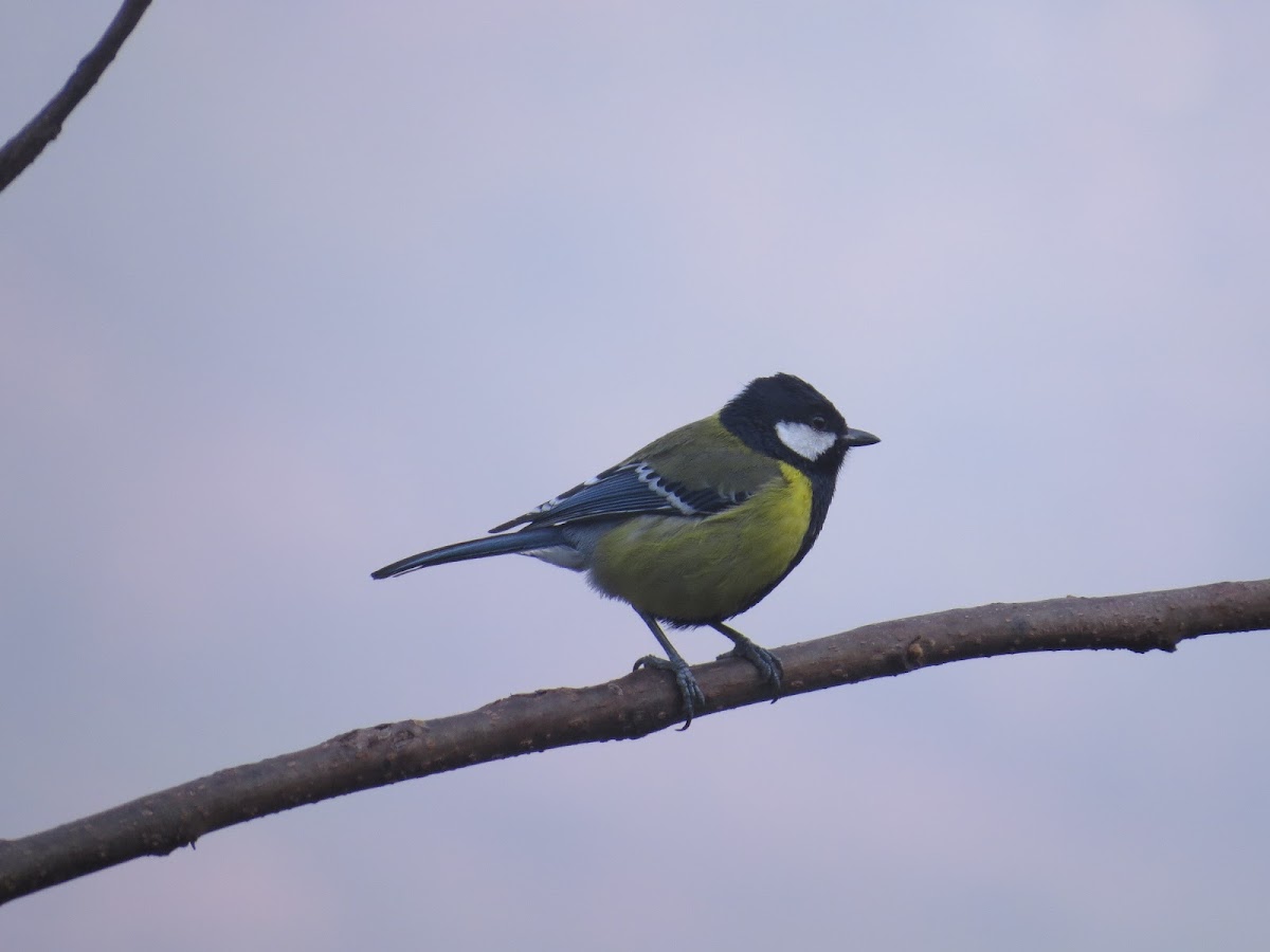 Green-backed Tit