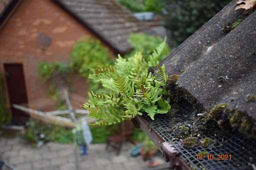 Heavy foliage growing from a downpipe 