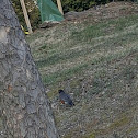 American Robin