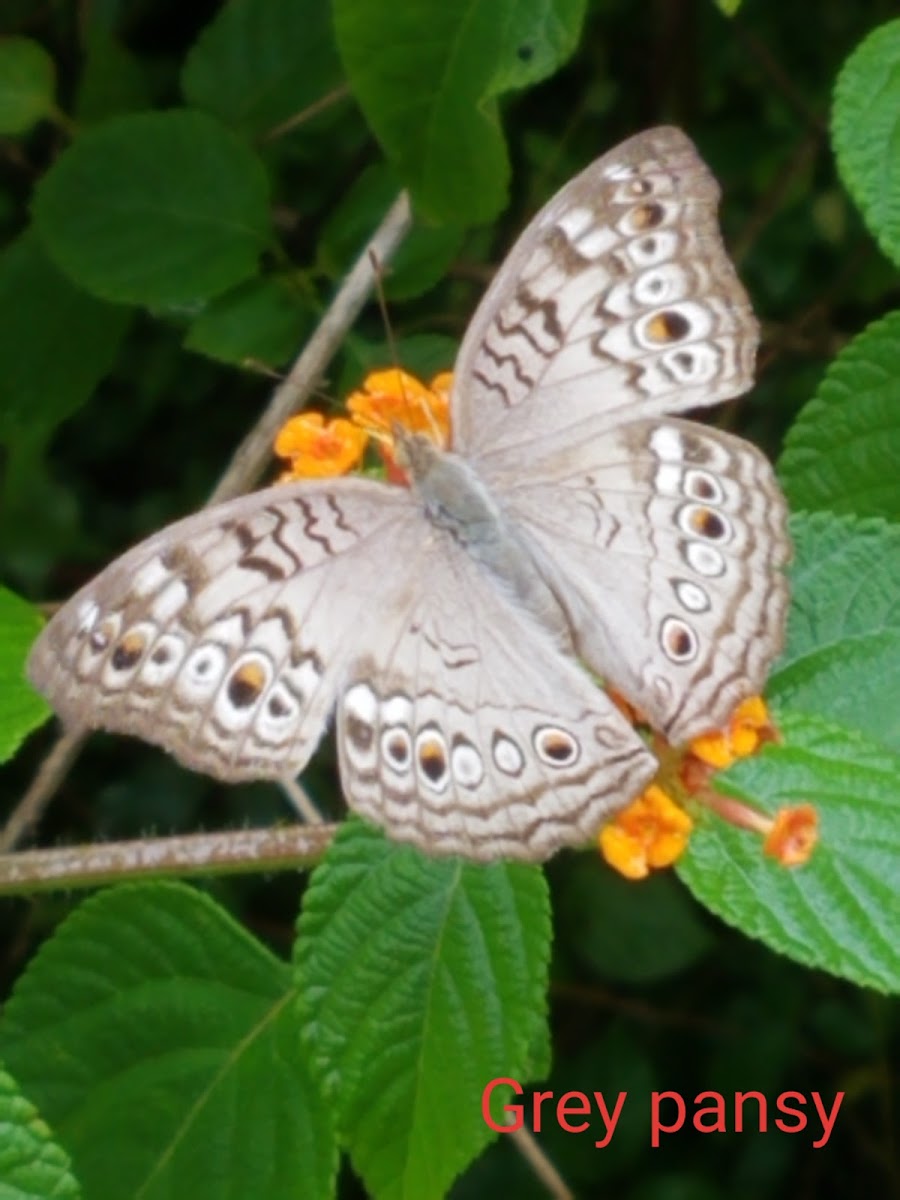 Grey pansy