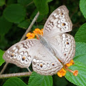 Grey pansy