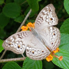 Grey pansy