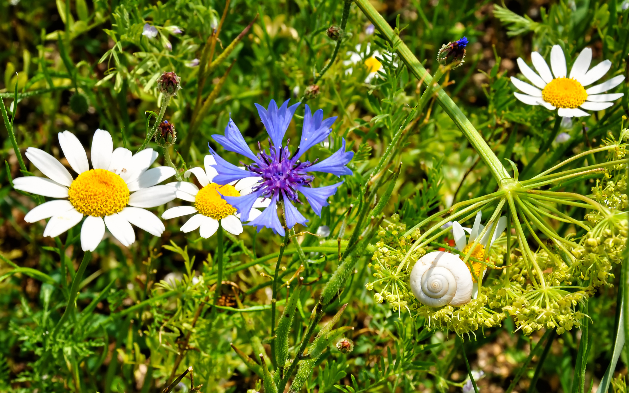 WWW fiori @ rasoterra.it di Concetta Caracciolo