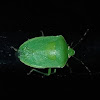 Southern Green Stinkbug