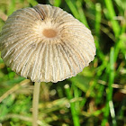 Pleated Inkcap