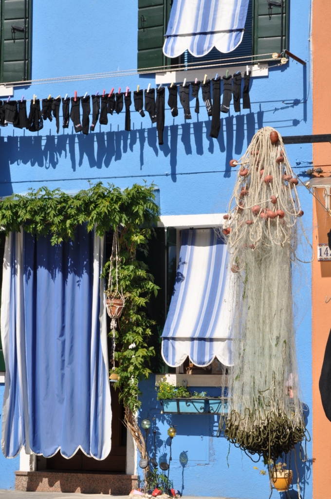 Burano estroversa di gallo