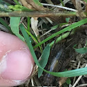 Grass Cricket