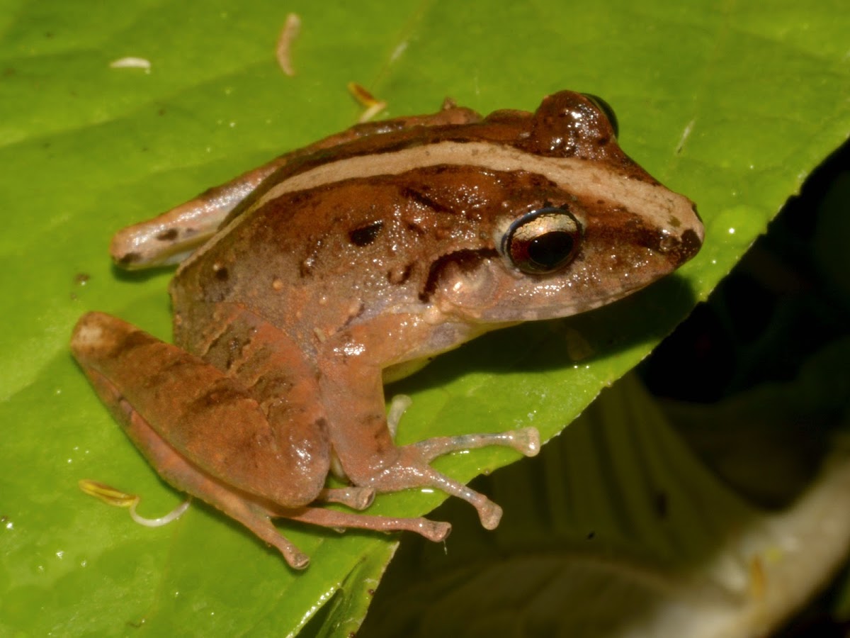 Fitzinger's Robber Frog