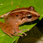 Fitzinger's Robber Frog