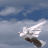 Pigeon Flying Live Wallpaper icon