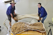 Dr Scott Hocknull and Robyn Mackenzie with a 3D reconstruction and the humerus bone of  the new species of dinosaur discovered in Australia.