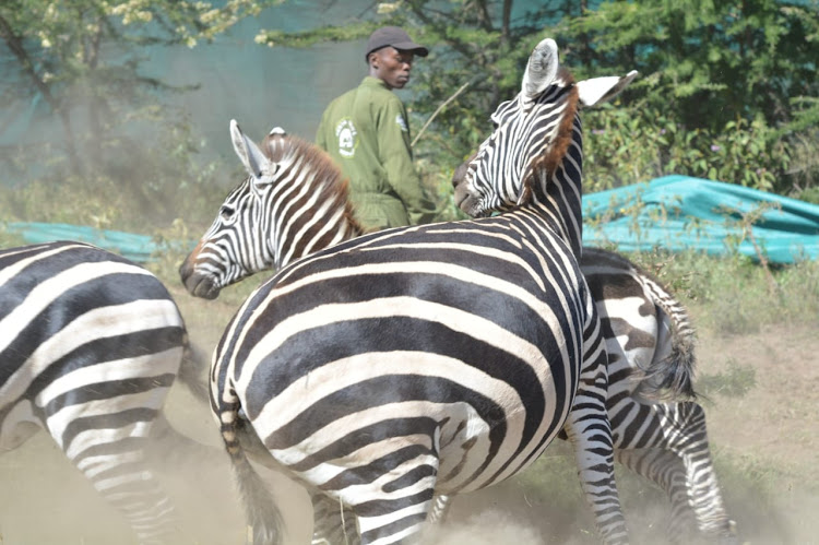 Brian Mbundi of KWS veterinary and capture unit finds himself in the middle of a zebra stampede during the ongoing mass capture and translocation of various herbivorous species at Olmorogi ranch in Naivasha on April 9, 2024.