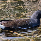 Moorhen