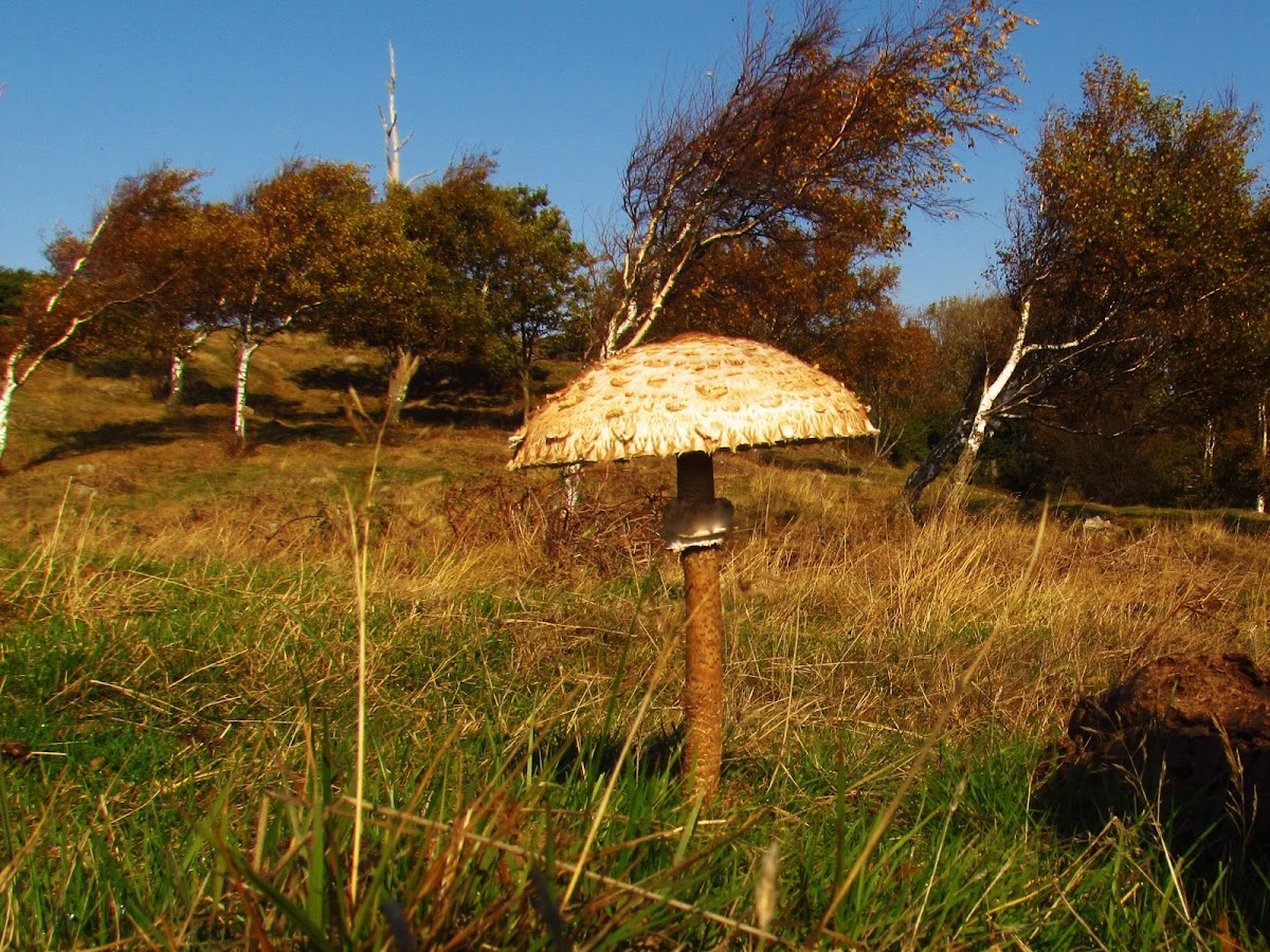 Parasol mushroom