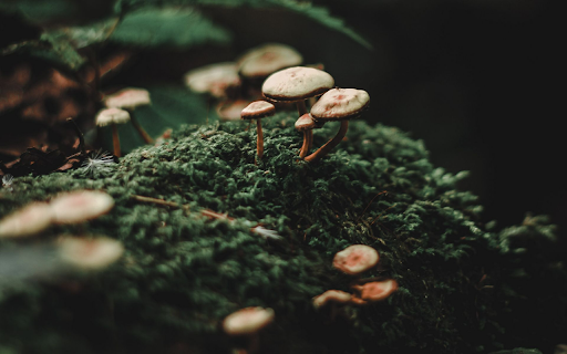 Mushrooms Among the Moss Preview 1
