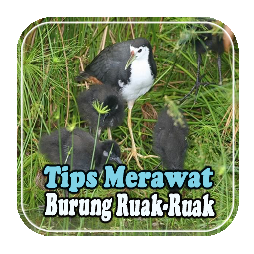 Tips Merawat Burung Ruak Ruak 1 0 Apk Download Com Felisdev Tips