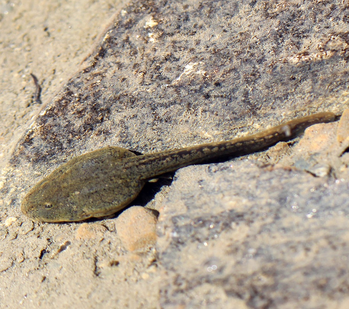 Frog Tadpole