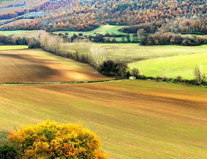 Il colore dei campi di si