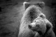 A mother and cub at Brooks Falls in Katmai National Park, Alaska, US. The mother was taking too long to fish and the little one seemed to be looking for sympathy.