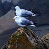 Yellow-legged Gull; Gaviota Patiamarilla