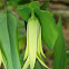 Perfoliate Bellwort