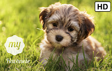 My Havanese HD Wallpapers New Tab small promo image