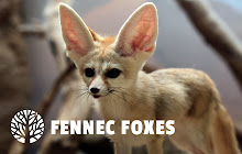 Fennec Fox HD Wallpapers New Tab Theme small promo image