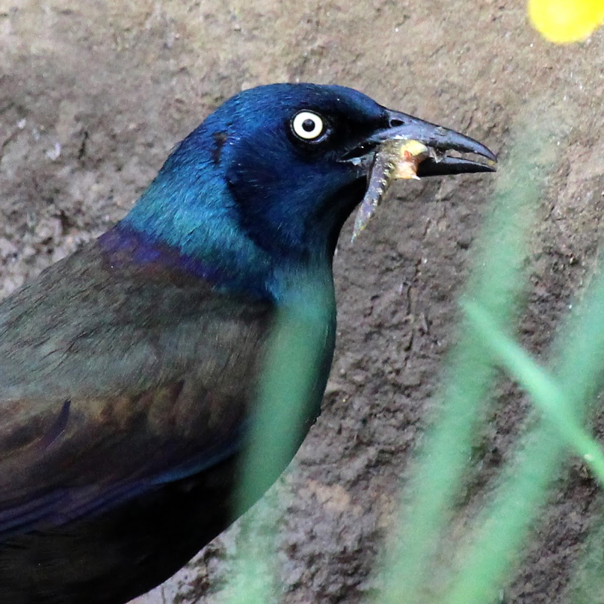 Common Grackle (Fishing)