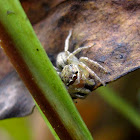 Jumping Spider