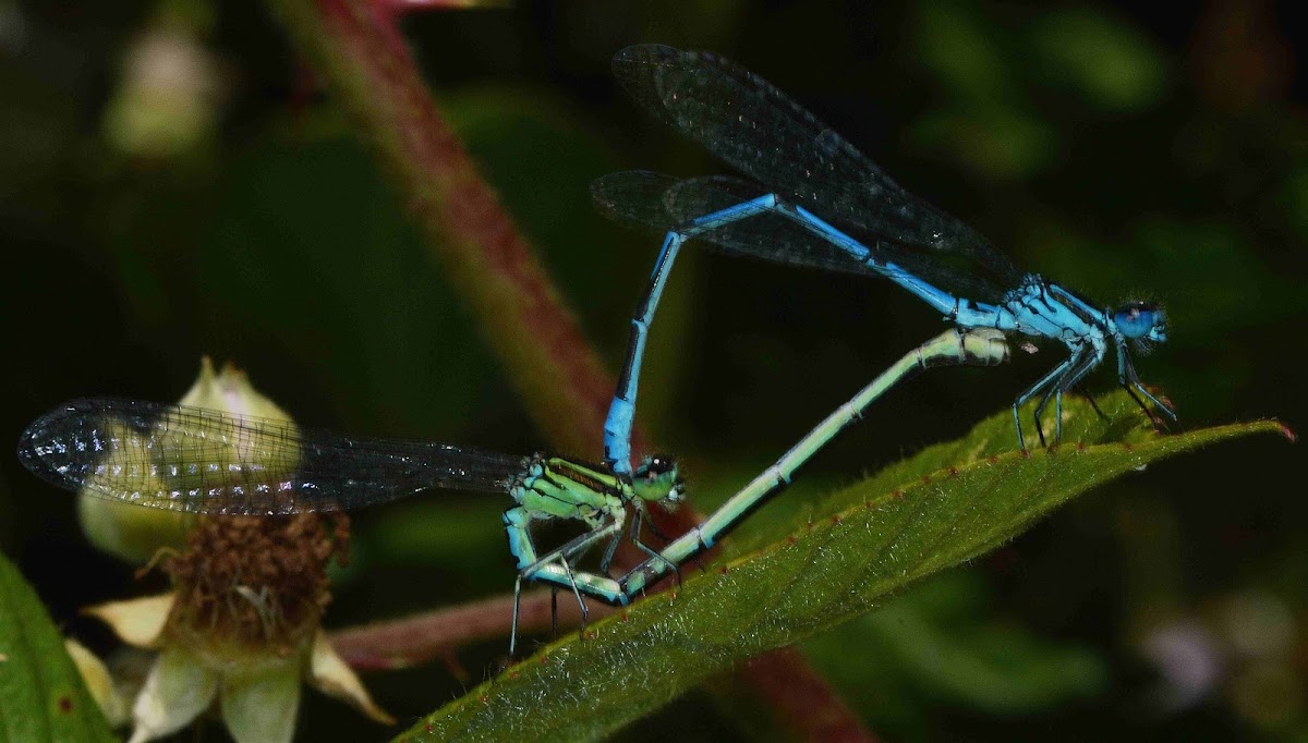 Azure Damselfly