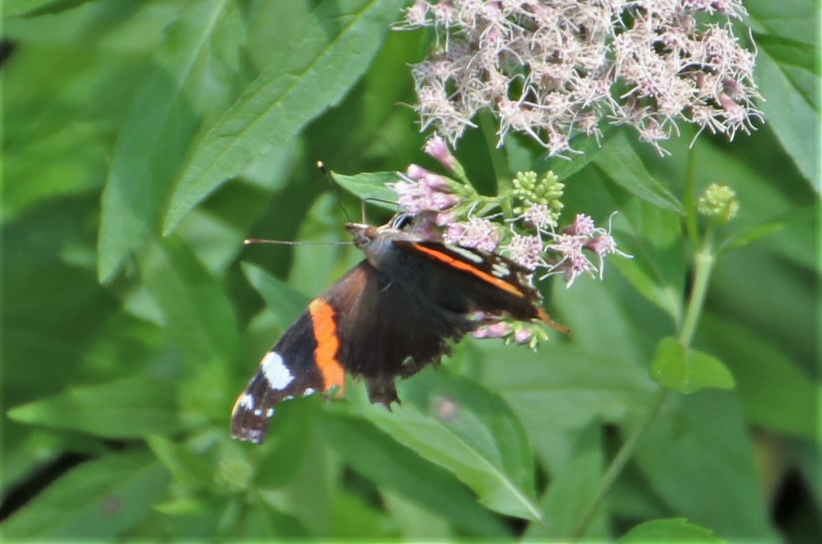 Red Admiral