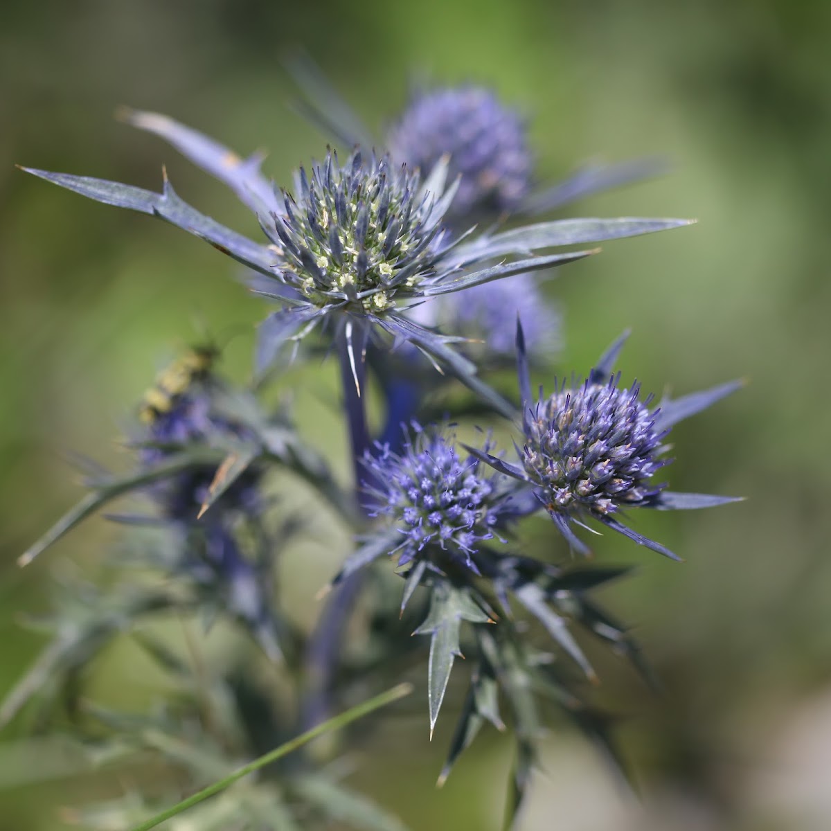 Amethyst eryngo