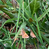 Woodland Skipper