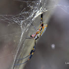 Golden orb-web spider female