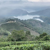 八卦茶園