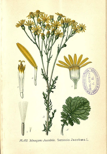 Senecio jacobaea