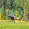 Wild turkey